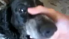 beatbox hund