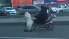 Hund mit Roller unterwegs