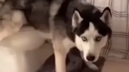 Huskies