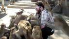 Fütterung der Affen - Alimentando