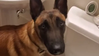 Deshalb Hunde