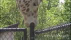 Giraffe getting it on with a pole (Music)