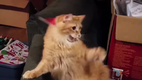 Die Katze mit der Weihnachtsm�tze
