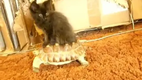 Schildkroeten Taxi