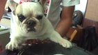DJ Greyboy_s french bulldog DJ MAMA on the scratch pt. 2 dog scratching