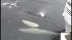 Orca hablando