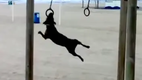 Perra gimnasta (Dogs Loves Gymnastic Rings - ORIGINAL)