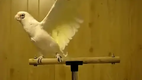 Dubstep bird - How to dance