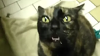 Psychokatze