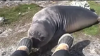 Elephant Seal Rolls Down Hill