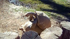 Schildkr�tensex wow, wow, wow...