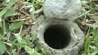 TRAPDOOR SPIDER