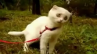 Dramatic Kitty - WTF kitty!