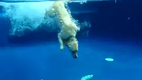 Wonder Dog