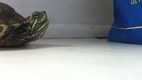 Turtle sneeze!
