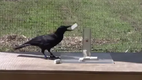 Schlauer Vogel