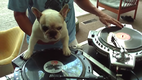 DJ MAMA scratch DUET w Truly OdD Greyboy french bulldog hip hop