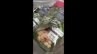 frischer salat