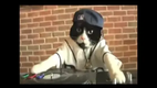 DJ Kitty