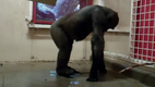 Break Dancing Gorilla at the Calgary Zoo