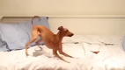 Dog VS Sweetpotato
