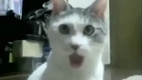 Geschockte Katze