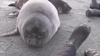 Eine Robbe muss niesen - Sneezing seal