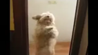 Salsa Hund