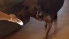 Charlie's reaction to his baby sister's arrival