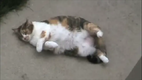 Do Something, Cat
