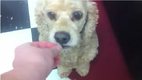 Das ist mal ein cooler Hundetrick - Teddy the cocker spaniel crosses his eyes