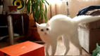 Frankensteins Katze Cat walks away Parody