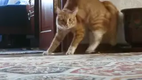 Frankenstein Katze