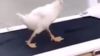 Duckwalk