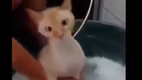 Katze macht seltsame Ger�usche