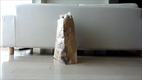 Peek-A-Boo Cat