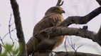 Dramatic Eagle