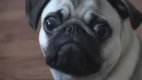 Dramatic Pug