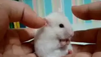 Dramatic hamster
