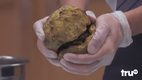 The Carbonaro Effect - Crabby Transformation