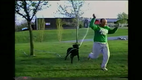 Der Hund hat ein neues Spielzeug entdeckt