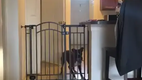 Kein Hindernis f�r einen Hund