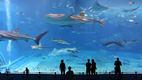 Kuroshio Sea - 2nd largest aquarium tank in the world