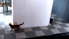 Cat Game fail ! (Original)