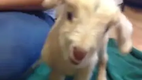 Funny Screaming Baby Goat