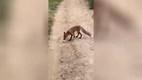 Brot f�r den Fuchs