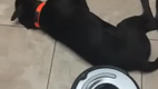 Lazy dog and Roomba