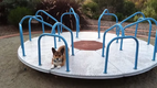 OMFG Corgi on a Carousel