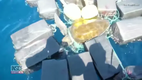 Coast Guard Finds Endangered Sea Turtle Trapped in 1_800 Pounds of Cocaine - USA
