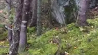 Der Wald atmet